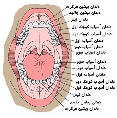 ساختار دهان و دندان